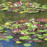 Ponds - Executive Aquarium & Pond Service