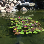 Ponds - Executive Aquarium & Pond Service