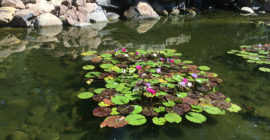 Ponds - Executive Aquarium & Pond Service