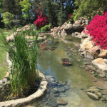 Ponds - Executive Aquarium & Pond Service