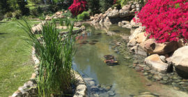 Ponds - Executive Aquarium & Pond Service