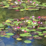 Ponds - Executive Aquarium & Pond Service