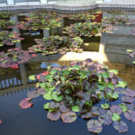 Ponds - Executive Aquarium & Pond Service