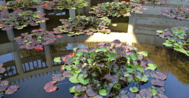 Ponds - Executive Aquarium & Pond Service