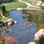 Ponds - Executive Aquarium & Pond Service