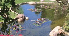 Ponds - Executive Aquarium & Pond Service