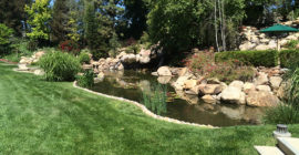 Ponds - Executive Aquarium & Pond Service