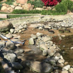 Pond Design - Executive Aquarium & Pond Service