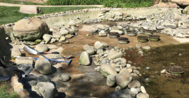 Pond Design - Executive Aquarium & Pond Service