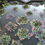 Ponds - Executive Aquarium & Pond Service