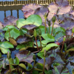 Ponds - Executive Aquarium & Pond Service