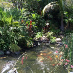 Ponds - Executive Aquarium & Pond Service