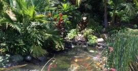 Ponds - Executive Aquarium & Pond Service